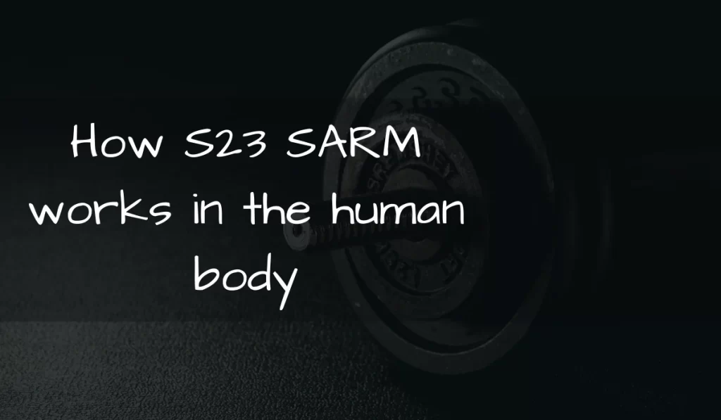 How S23 SARM works in the human body